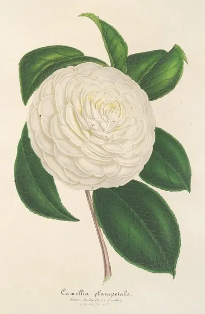 Camellia Planipetala