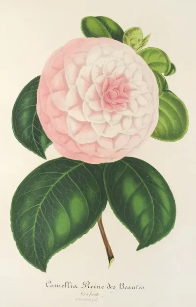Camellia Reine Des Beautes