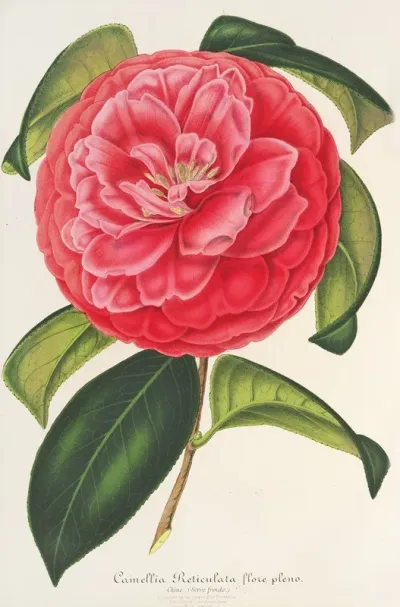 Camellia Reticulata Var Flore Pleno