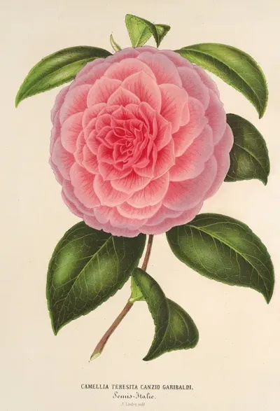 Camellia Teresita Canzio Garibaldi