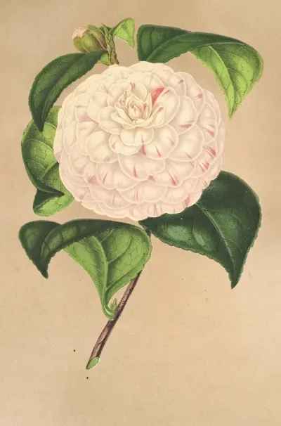 Camellia Vesillo Dell Arno