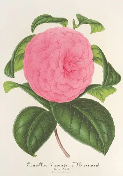 Camellia Vicomte De Nieuland