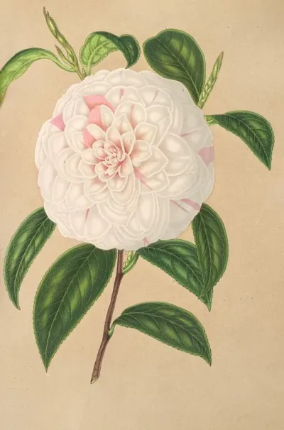Camellia Virginia Franco