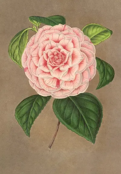 Camellia Vittorio Emmanuele Ii
