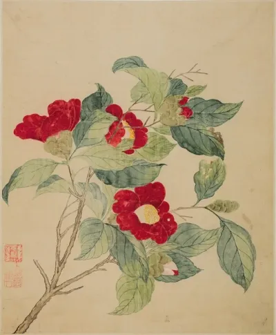 Camellias 2