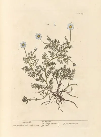 Camomile
