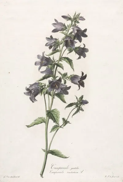 Campanule Gantelee