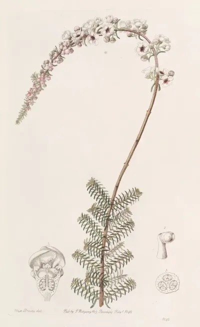 Camphorwort Babingtonia