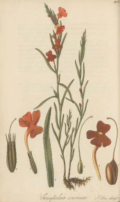 Campuleia Coccinea