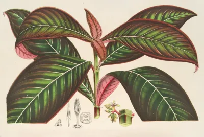 Campylobotrys Ghiesbreghtii