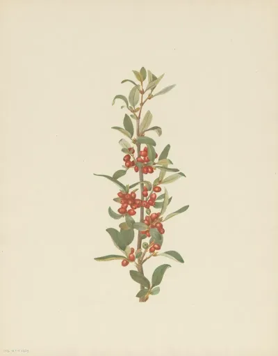 Canada Buffaloberry Lepargyrea Canadensis 3