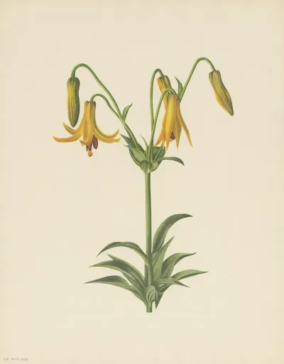 Canada Lily Lilium Canadense 3