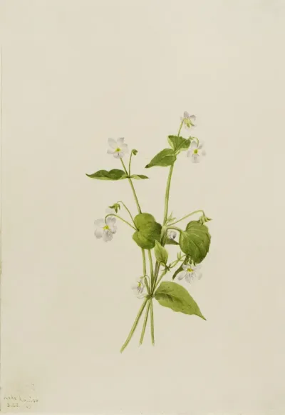 Canada Violet Viola Canadensis 2
