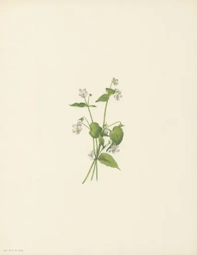 Canada Violet Viola Canadensis 3