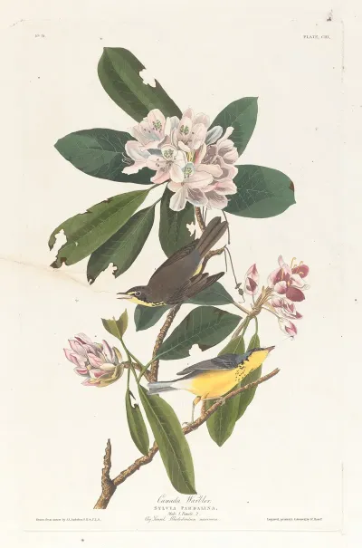 Canada Warbler