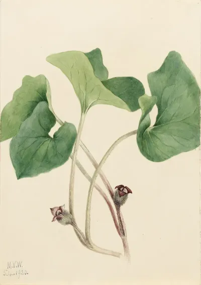 Canada Wild Ginger Asarum Canadense