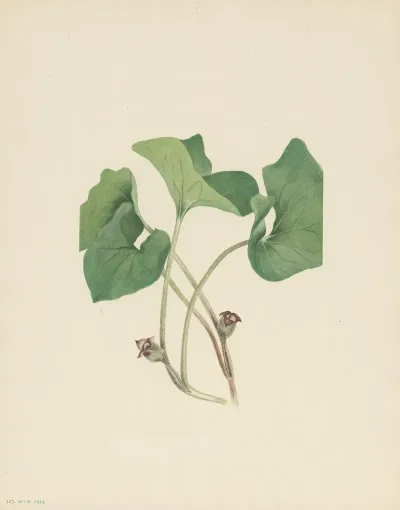 Canada Wildginger Asarum Canadense 2