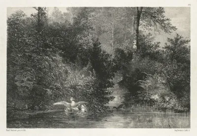 Canards Ducks