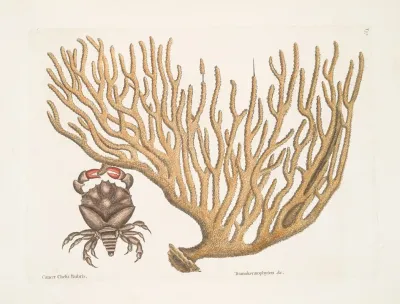 Cancer Chelis Rubris The Res Claw Crab Titanokeratophyton C