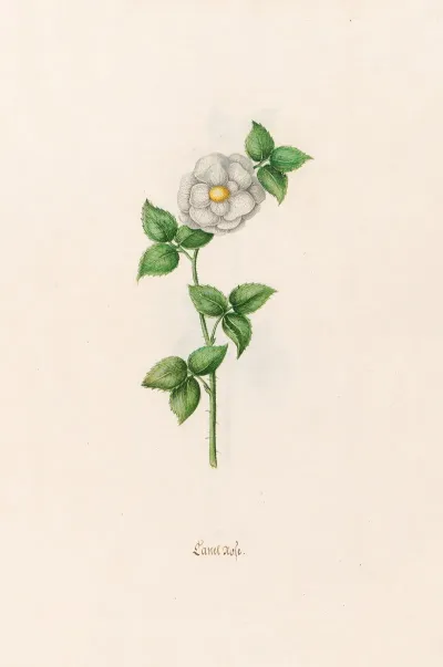 Canel Rose 2