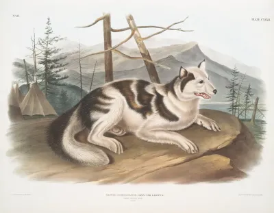Canis Familiaris Hare Indian Dog Male