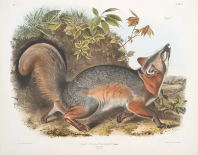 Canis Vulpes Virginianus Grey Fox