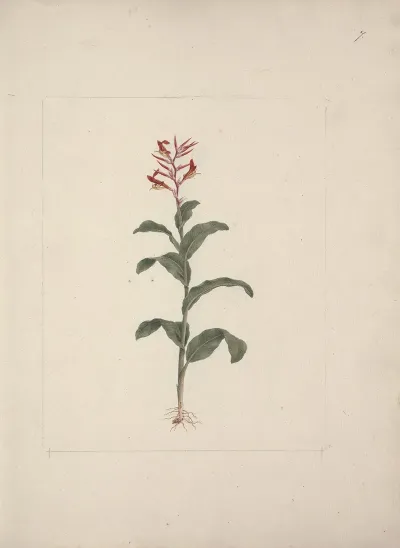 Canna Bidentata Bertol Canna Lily Indian Shot Plant