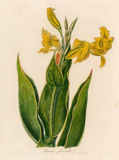 Canna Flaccida
