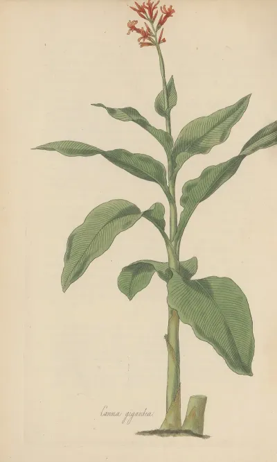 Canna Gigantea 2