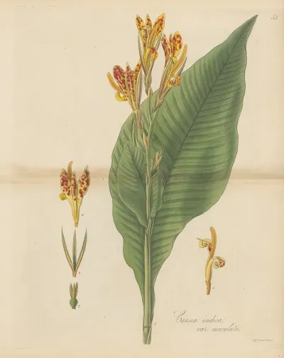 Canna Indica Var Maculata