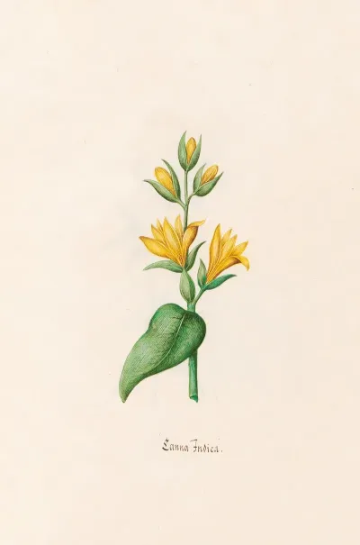 Canna Indica