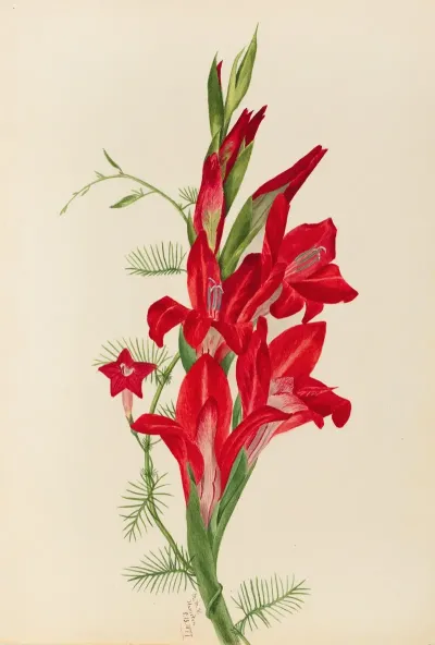 Cannas And Cypress Vine Canna Species And Ipomoea Quamoclit