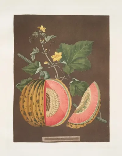 Cantaloupes