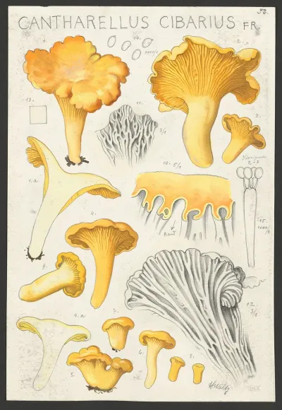 Cantharellus Cibarius Fr