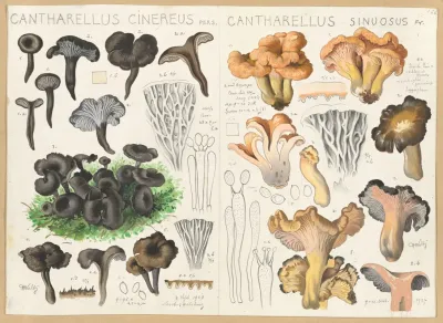 Cantharellus Cinereus Cantharellus Sinuosus