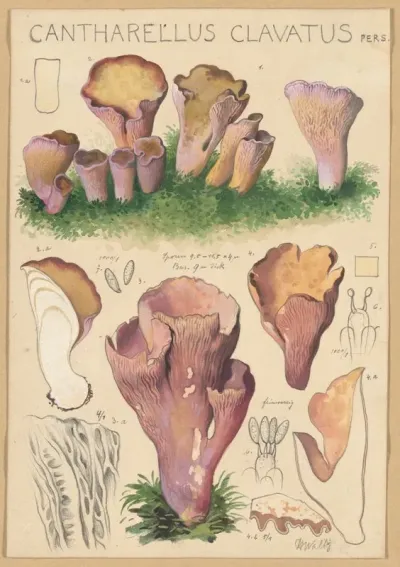Cantharellus Clavatus Pers