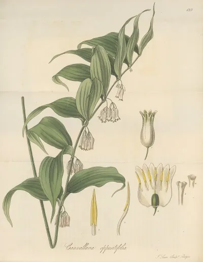 Canvallaria Oppositifolia