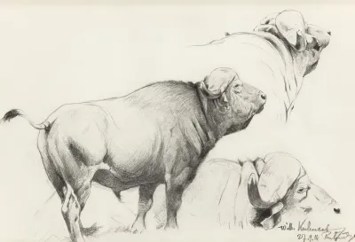 Cape Buffalo