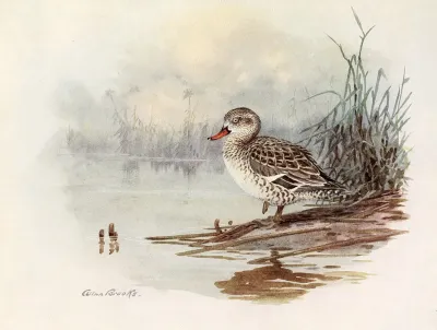 Cape Teal
