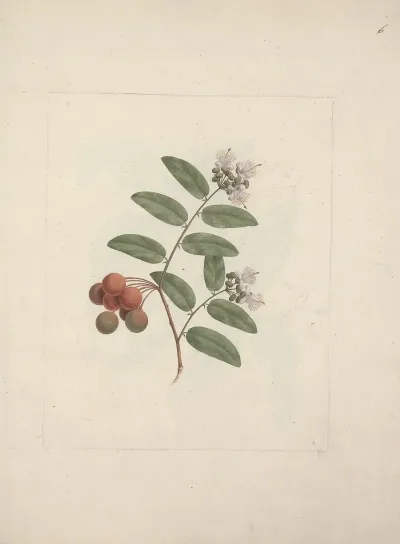 Capparis Tomentosa Lam Caper