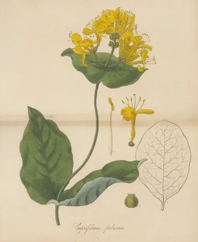 Caprifolium Pubescens