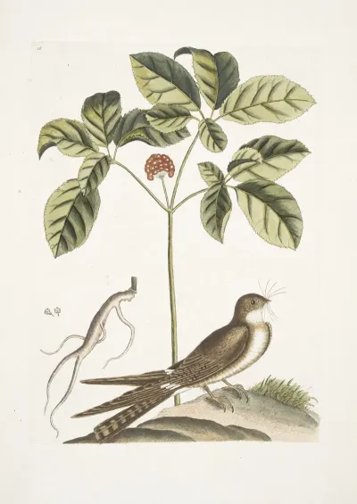 Caprimulgus Minor Americanus The Whip Poor Will Aureliana Canadensis The Ginseng Or Ninsin Of The Chinese