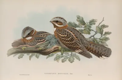 Caprimulgus Ruficollis Red Necked Goatsucker