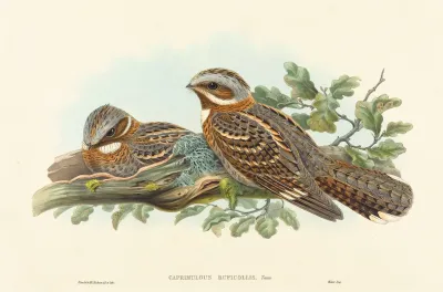 Caprimulgus Ruficollis