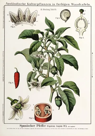 Capsicum Longum Cayennepeper