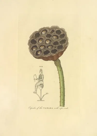 Capsula Of The Tamara With Ripe Seeds