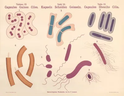 Capsules Sheaths Cilia