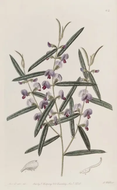 Captain Mangless Hovea