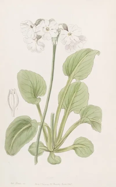 Captain Munros Primrose