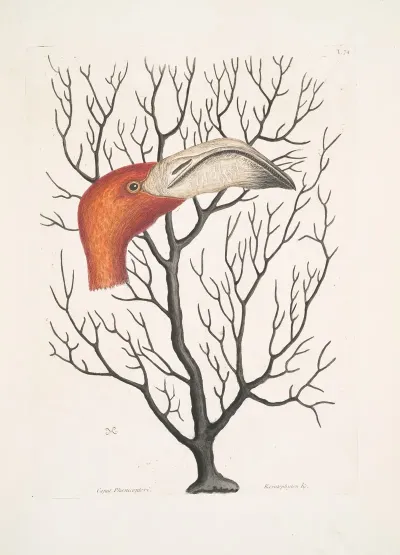 Caput Phoenicopteri The Bill Of The Flamingo In Its Full Dimensions Keratophyton C